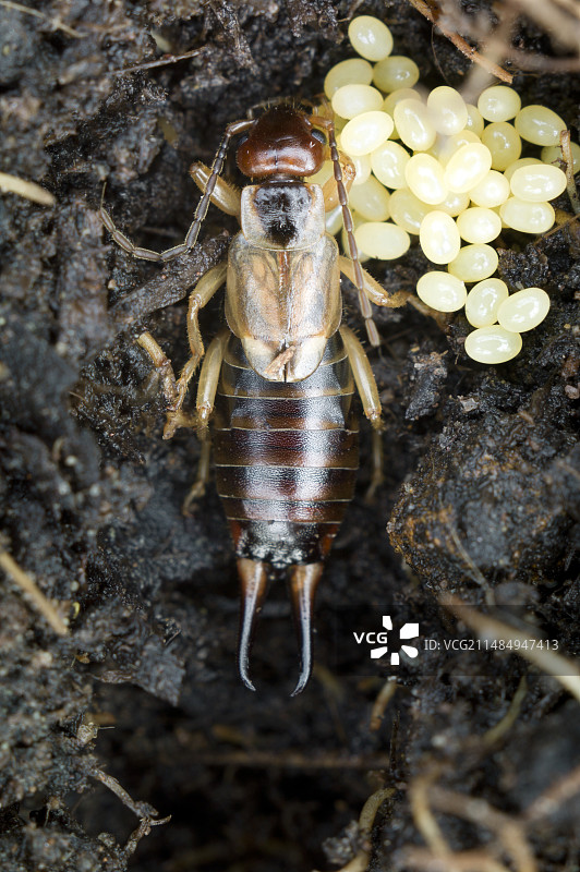 雌性普通蠼螋和她的卵图片素材