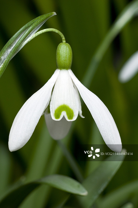 雪花莲图片素材