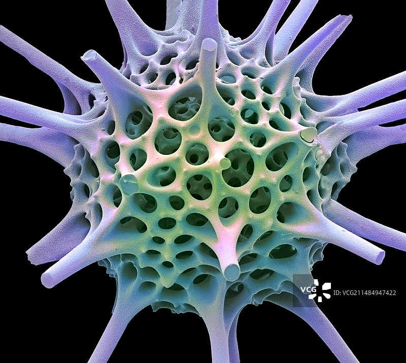 放射虫扫描电镜图片素材