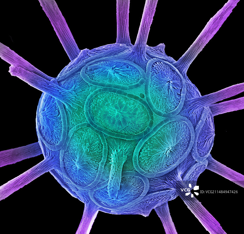 球石藻扫描电镜图图片素材