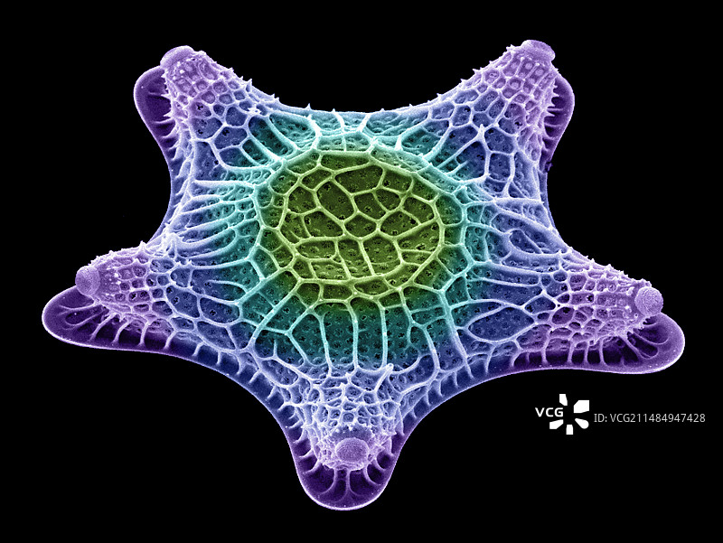 硅藻,扫描电镜图片素材