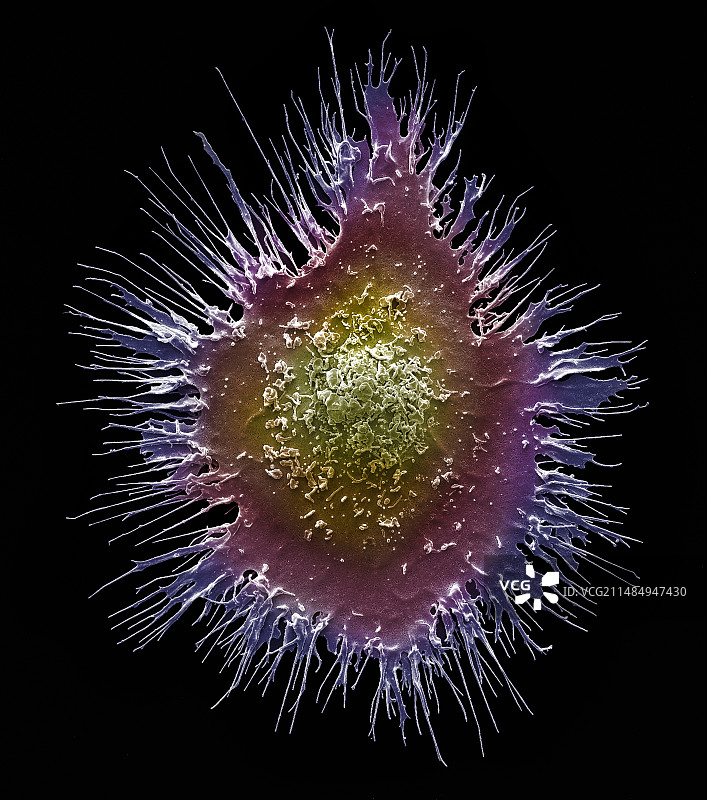 树突状细胞扫描电镜图图片素材