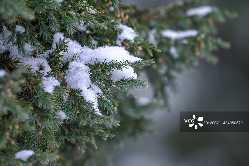 冬至寒冬大雪小雪大寒小寒雪松雪松枝图片素材