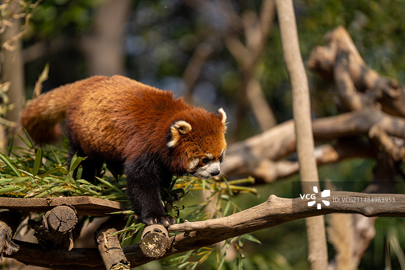 南京红山动物园小熊猫图片素材