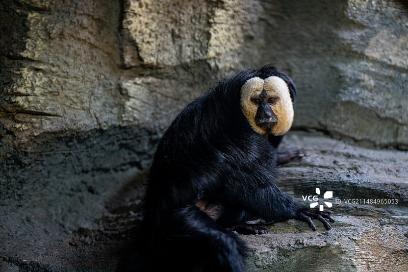 白脸僧面猴图片素材
