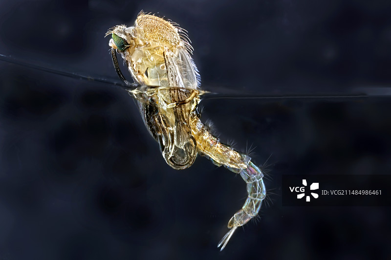 蚊子幼虫孵化，光学显微照片图片素材