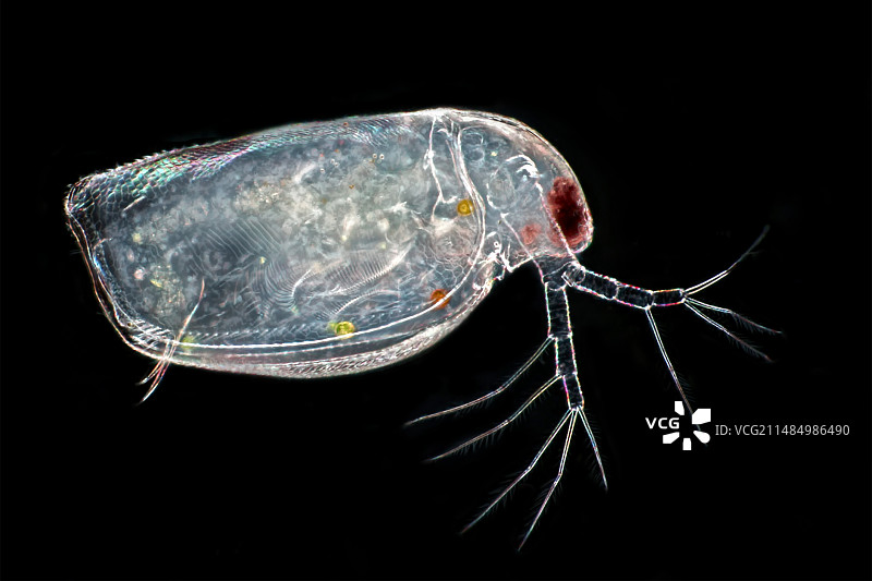 水蚤显微照片图片素材