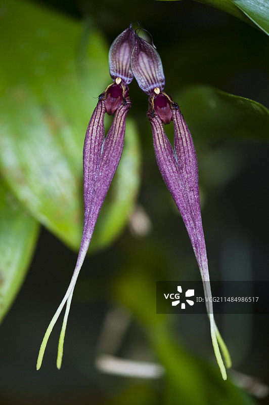 双花兰图片素材