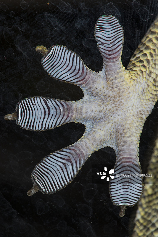 壁虎的脚图片素材