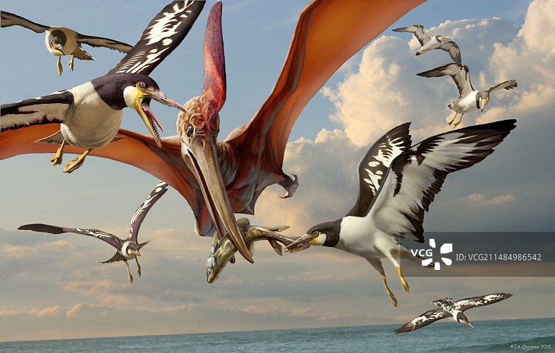 鱼鸟史前鸟类艺术作品图片素材