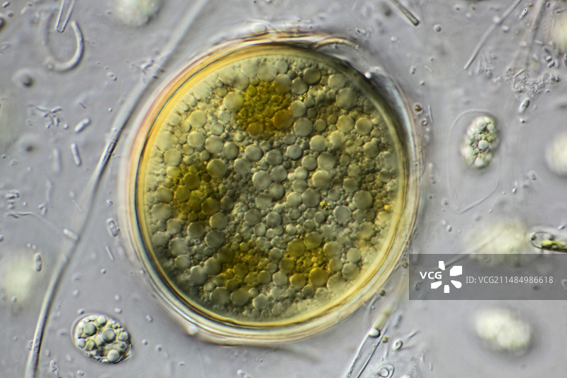 鼓藻接合子显微照片图片素材