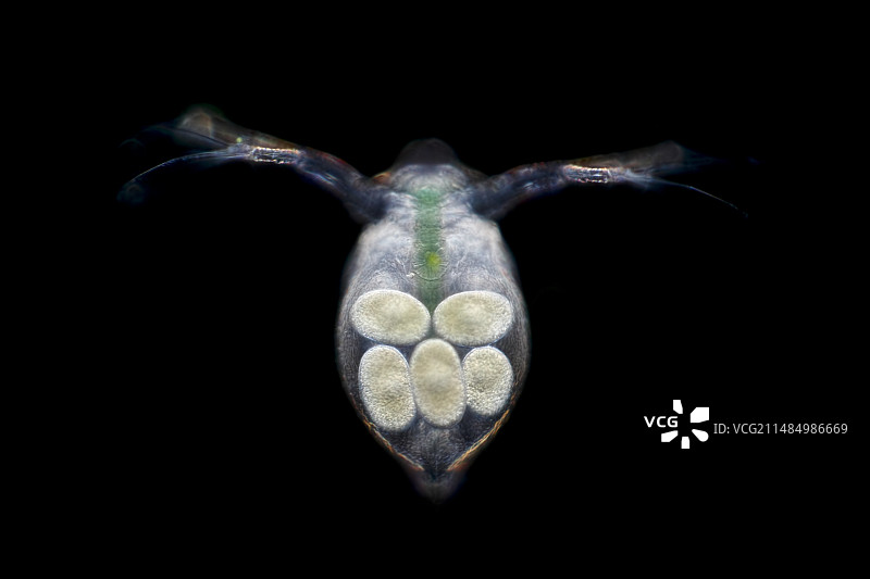 水蚤及其卵的显微照片图片素材