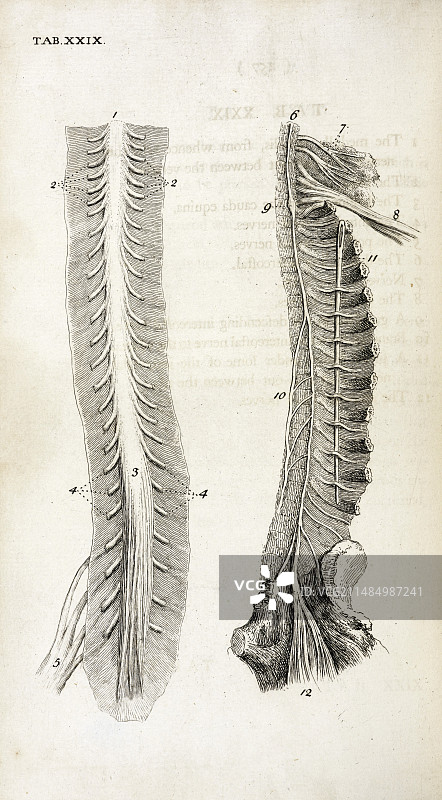18世纪的人体脊柱与神经图片素材