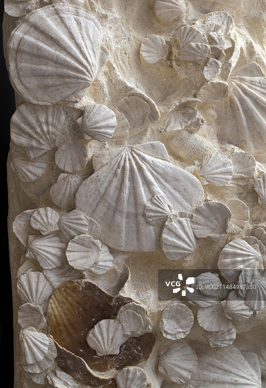 扇贝化石图片素材