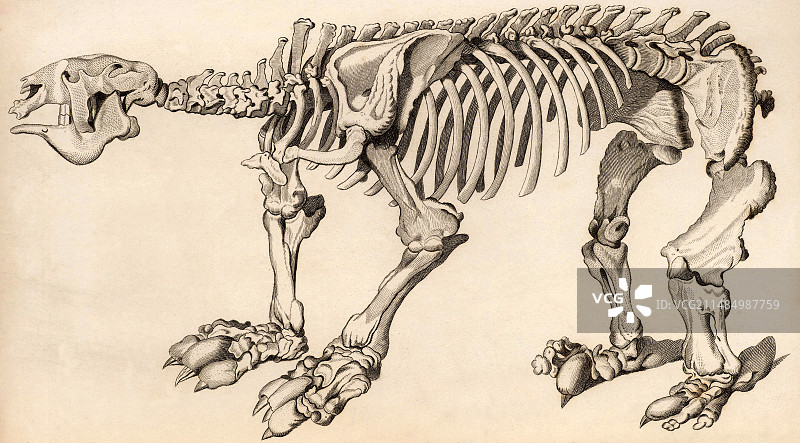 大地懒的合成骨骼图片素材