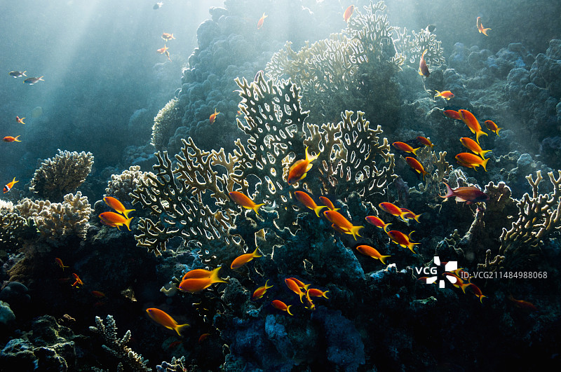 礁石上的琴尾燕鱼图片素材