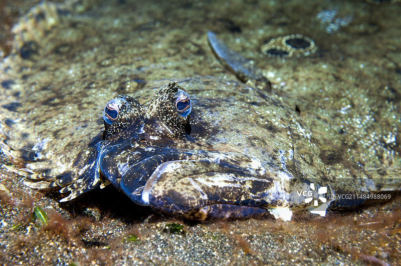 伪装在礁石上的比目鱼图片素材