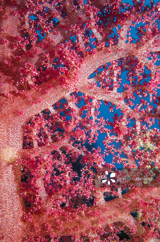 康乃馨珊瑚图片素材