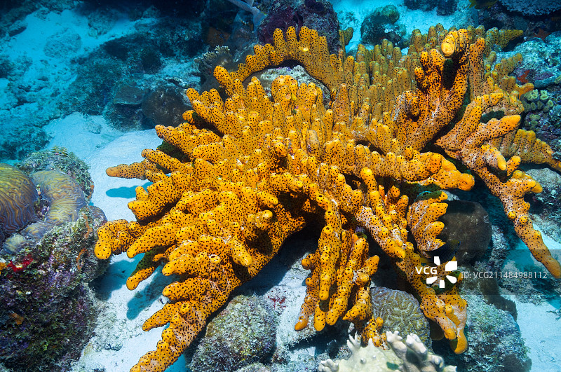 礁石上的棕色管状海绵图片素材