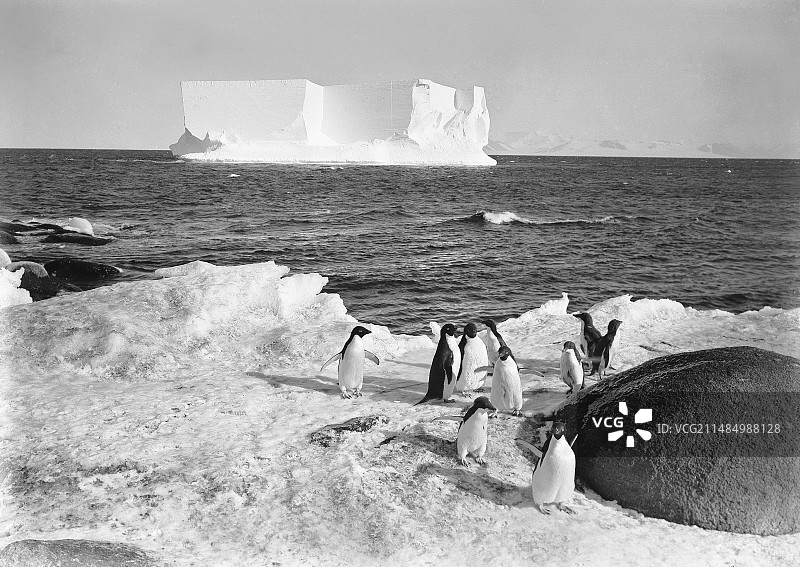 1911年南极洲的阿德利企鹅图片素材