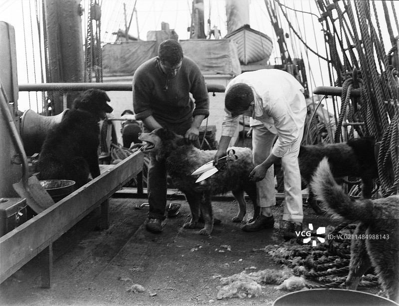 1910年南极新地考察站的犬只图片素材