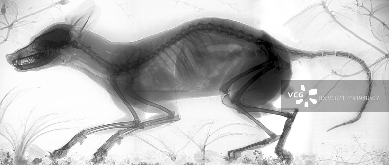 红狐狸X光片图片素材