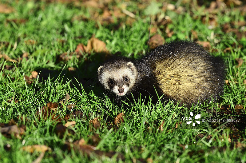 欧洲艾鼬在草地上图片素材