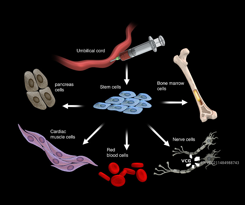 脐带干细胞示意图图片素材