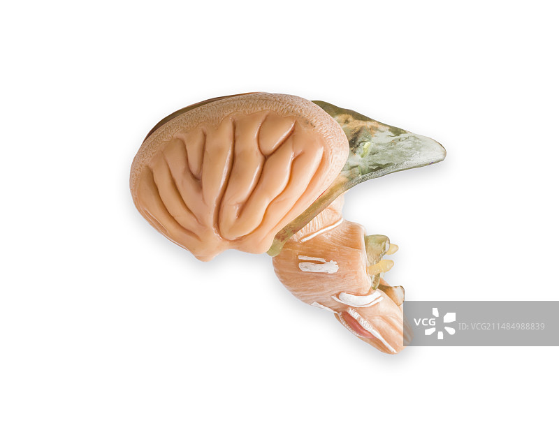 人脑切面解剖模型图片素材