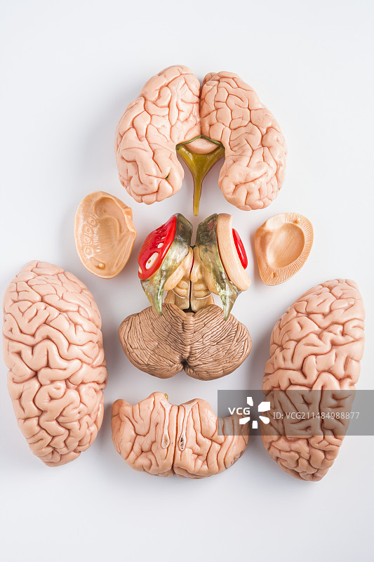 人脑解剖模型图片素材