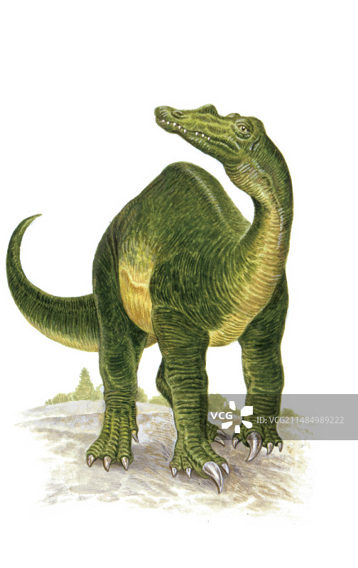 重爪龙恐龙插图图片素材