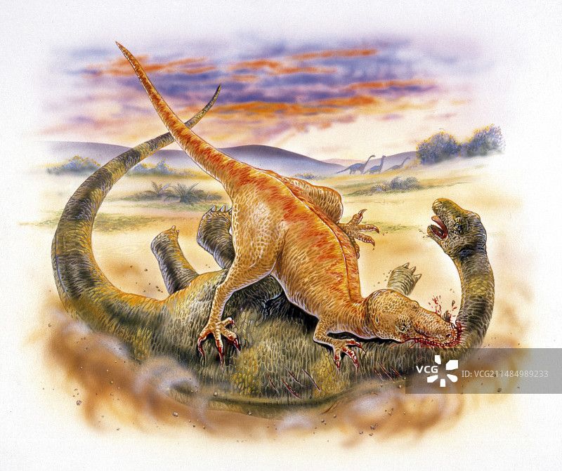 斑龙攻击蜥脚类动物图片素材