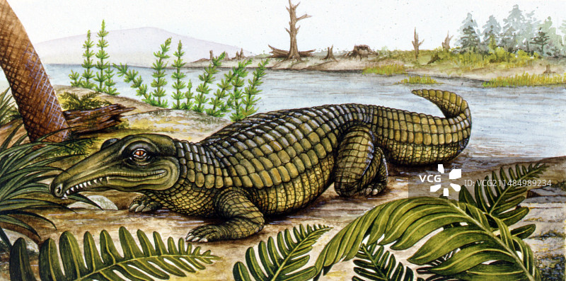 前鳄属动物插画图片素材