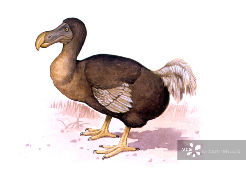 渡渡鸟插图图片素材