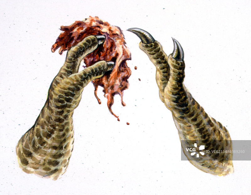 Tarbosaurus恐龙腿部插图图片素材