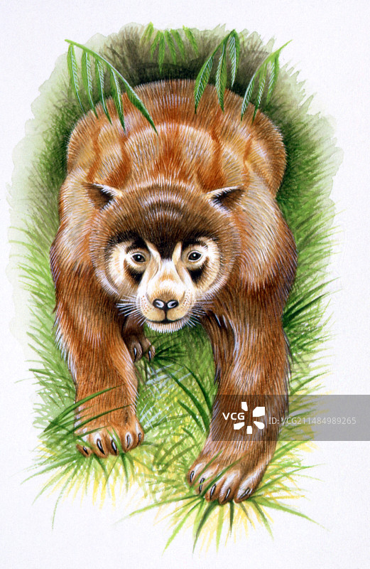 查帕尔马拉尼亚史前浣熊图片素材