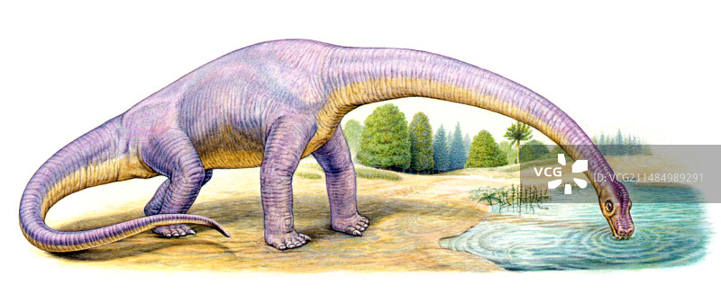 Bothriospondylus 恐龙，插图图片素材