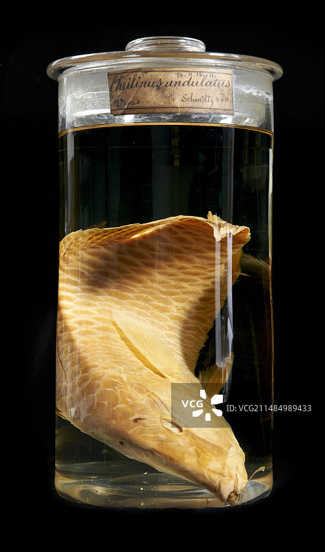 隆头鱼图片素材