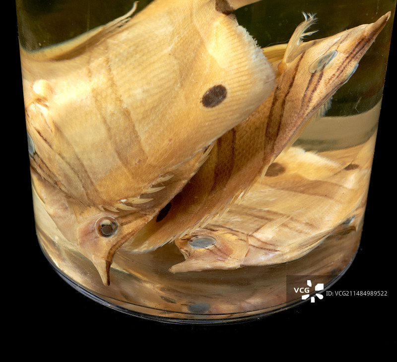 丝蝴蝶鱼图片素材