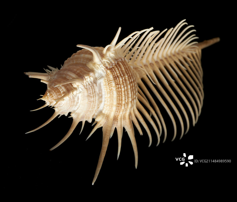 栉千手螺，海 Comb图片素材