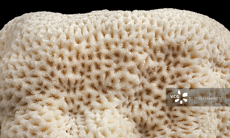 墓碑珊瑚图片素材