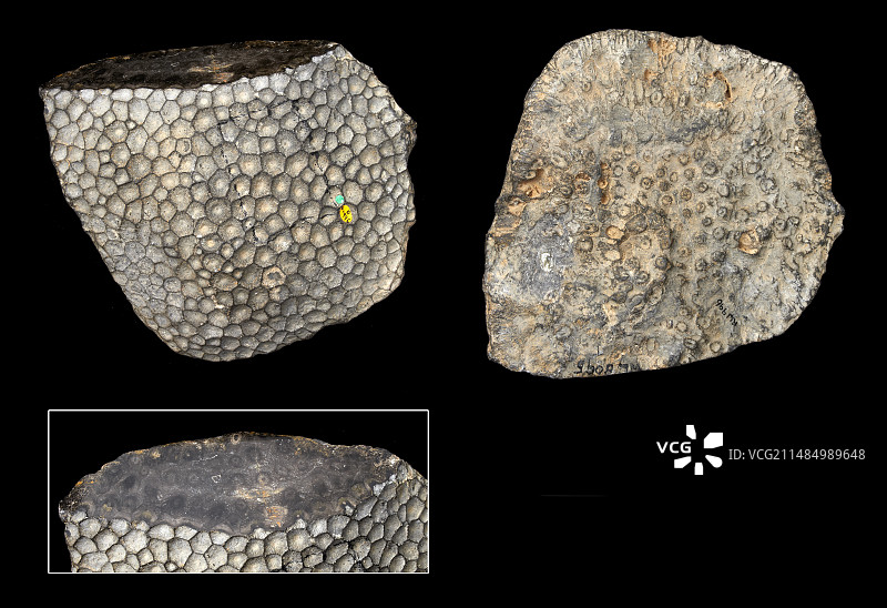 格里坎氏文采叶珊瑚图片素材