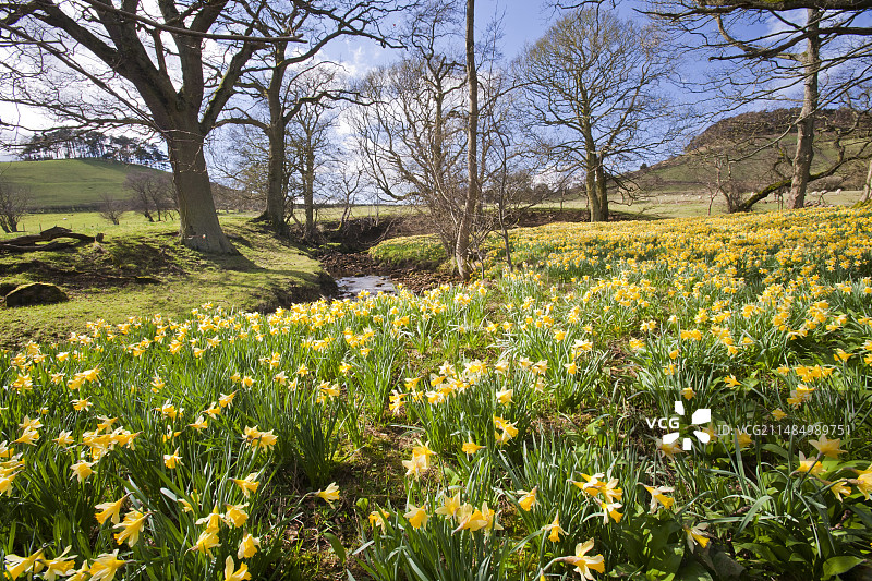 野生水仙花图片素材