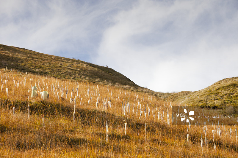 在邓索普谷种植树木图片素材