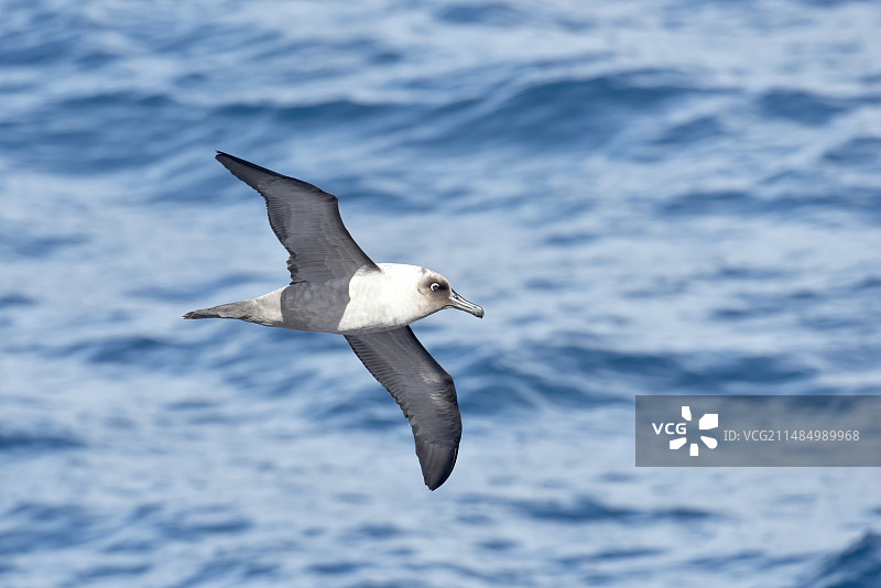 灰背信天翁图片素材