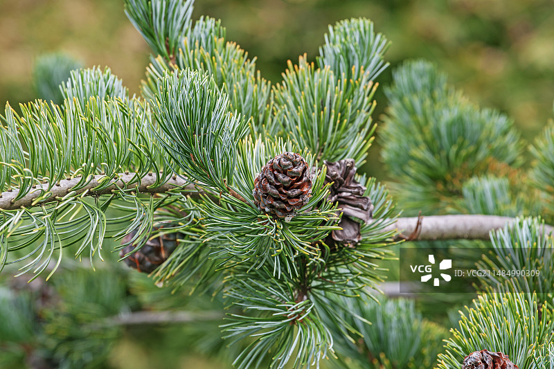 日本白松图片素材