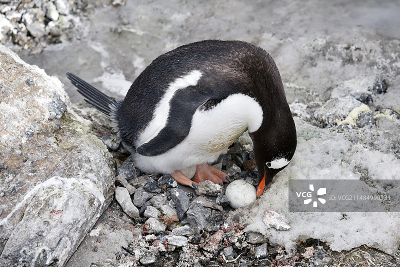 巴布亚企鹅图片素材