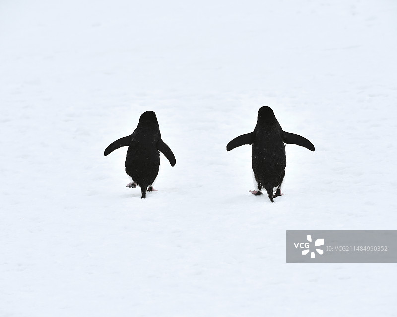帽带企鹅图片素材