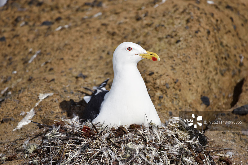 在巢中的海鸥图片素材