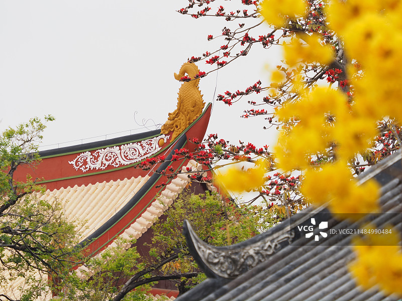 春天光孝寺里的木棉花与黄花风铃木图片素材